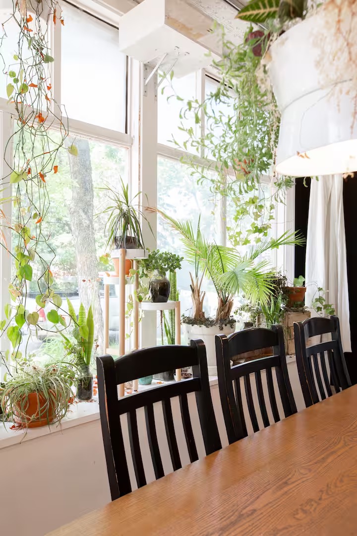 Storefront windows with plants